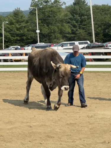 Crimestoppers see success at annual Steer Dump fundraiser